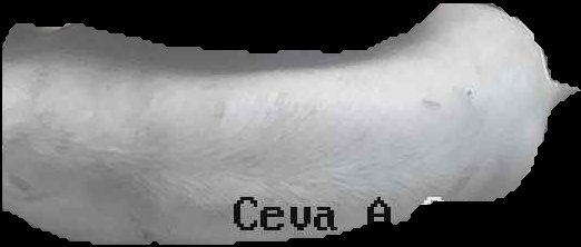 Crop