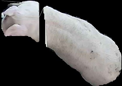 Crop