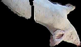 Crop