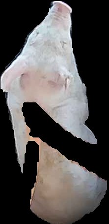 Crop