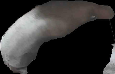Crop
