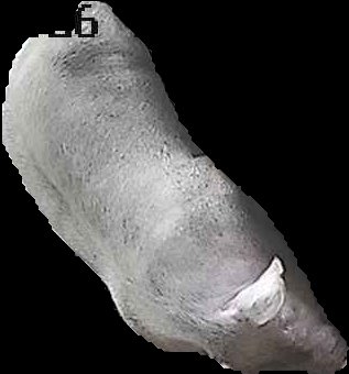 Crop