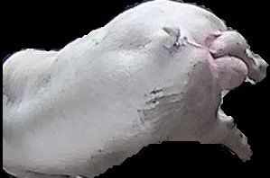 Crop