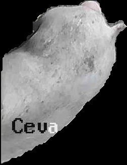 Crop
