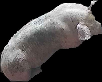 Crop