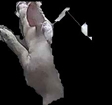Crop