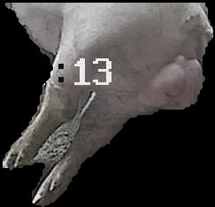 Crop