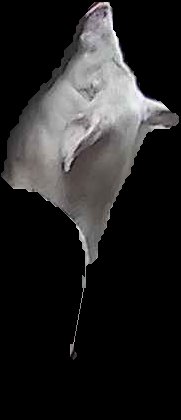Crop