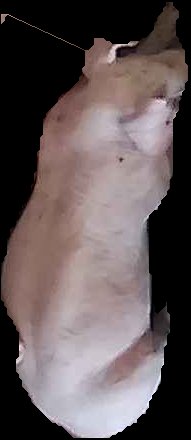 Crop
