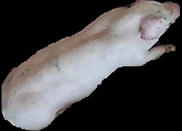 Crop