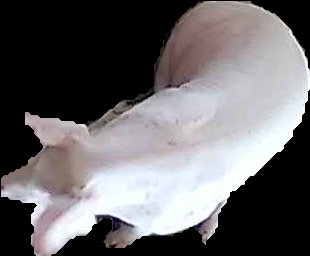 Crop