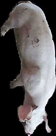 Crop