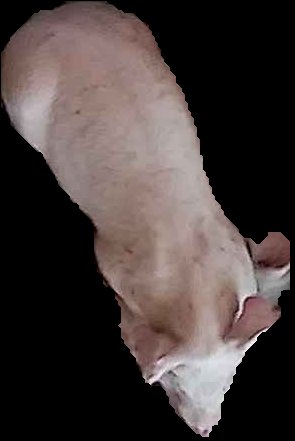Crop