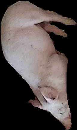 Crop