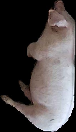 Crop