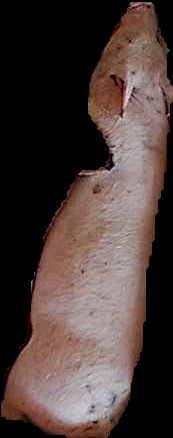 Crop