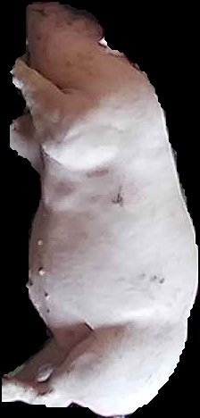 Crop