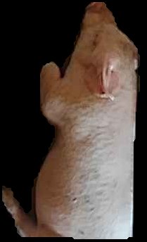 Crop