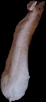 Crop