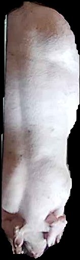 Crop
