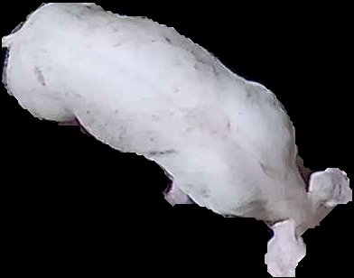 Crop