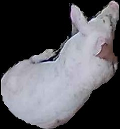 Crop