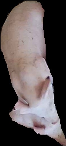 Crop