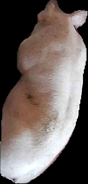 Crop