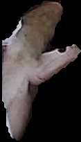 Crop