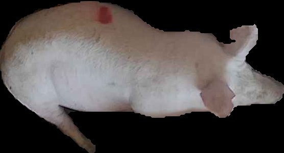 Crop