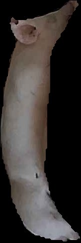 Crop