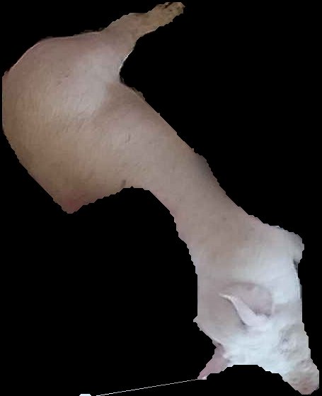Crop