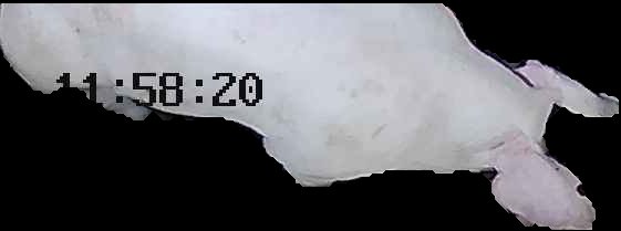 Crop