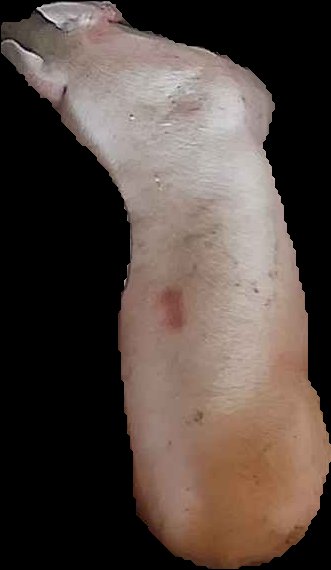 Crop
