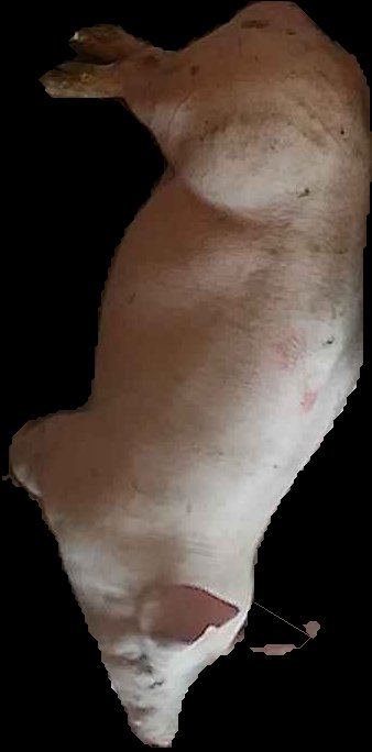 Crop