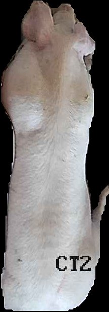 Crop