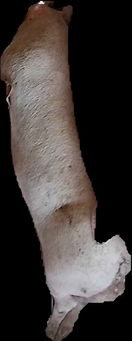 Crop