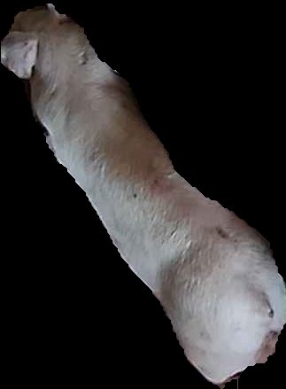 Crop