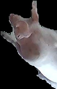 Crop