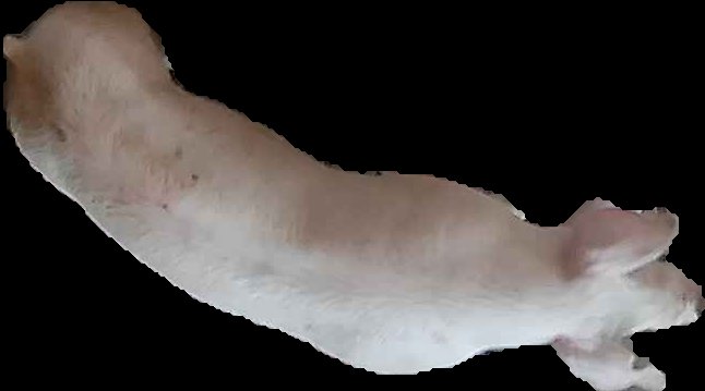 Crop