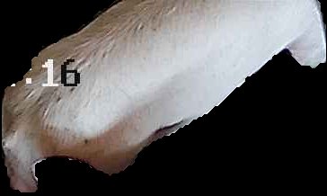 Crop