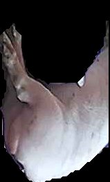 Crop