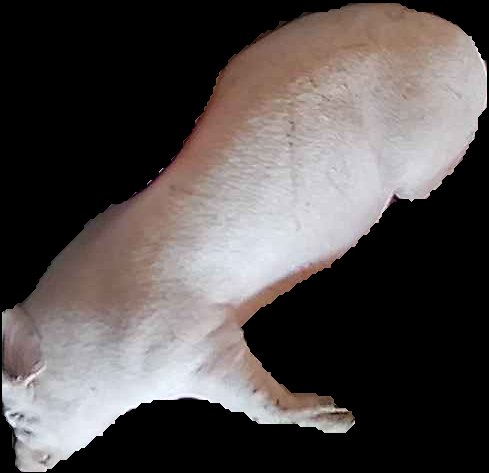 Crop