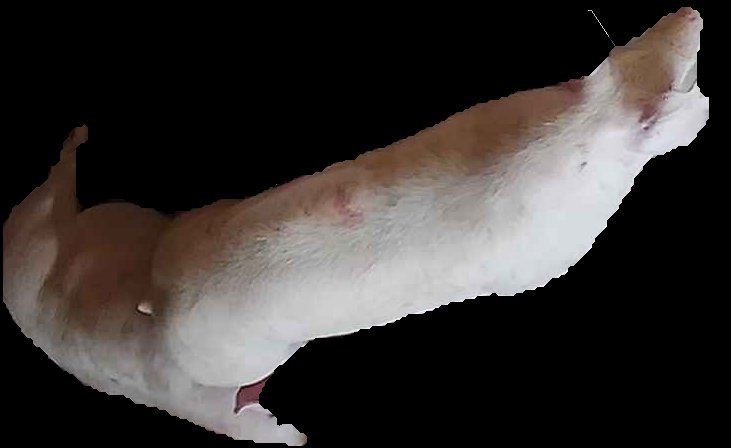 Crop