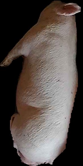 Crop