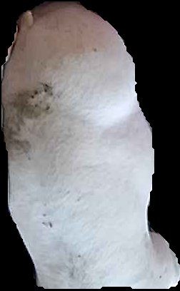 Crop