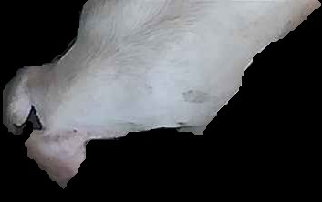 Crop