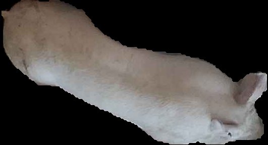 Crop