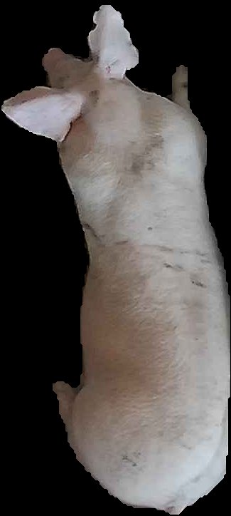 Crop