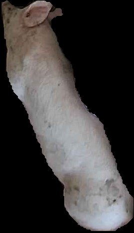 Crop